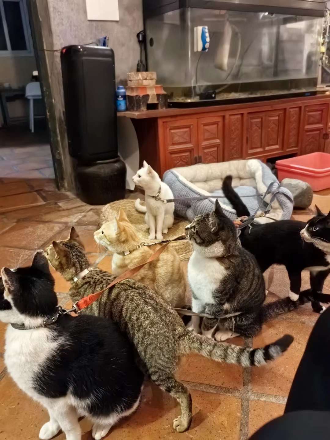 五柳院老板收养的6只猫