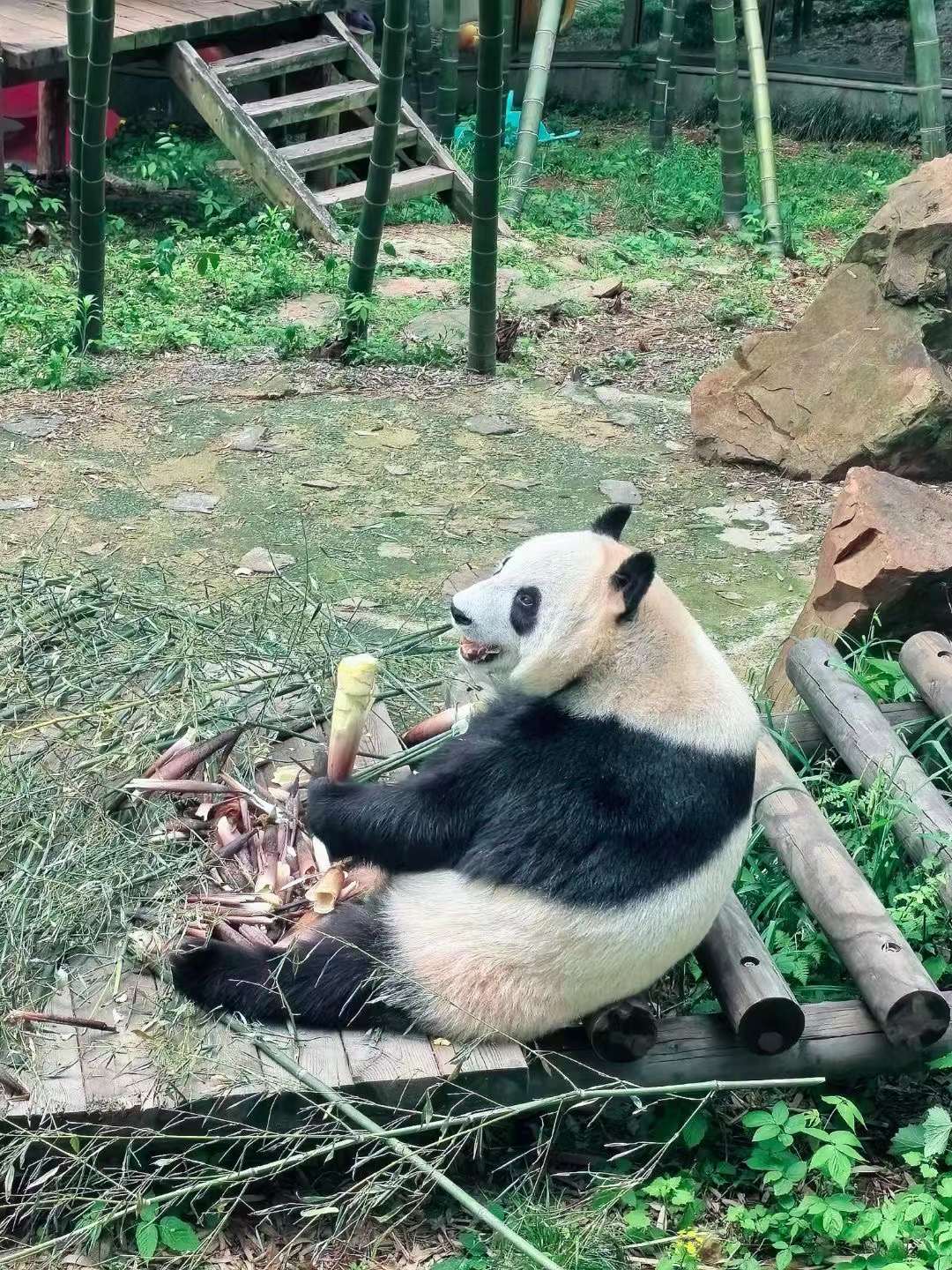 大熊猫2号