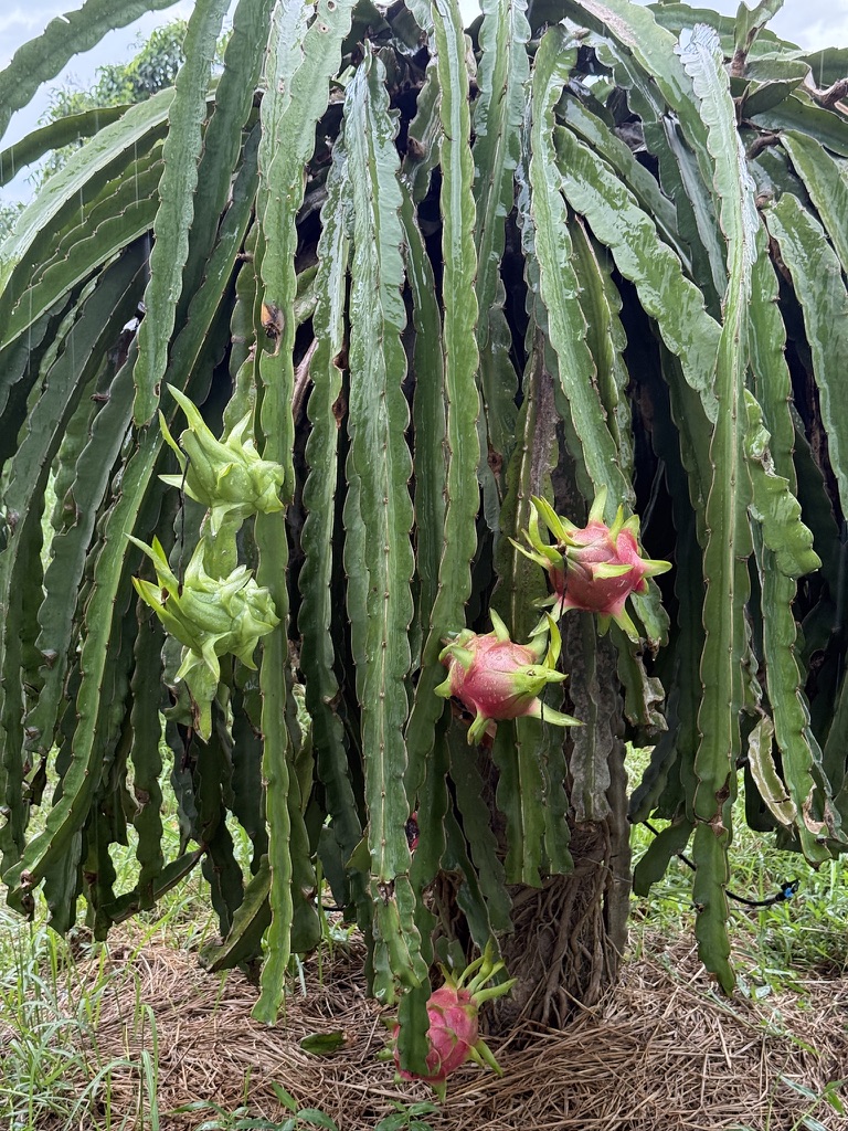 火龙果种植园